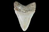 Fossil Megalodon Tooth - North Carolina #99854-2